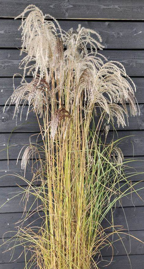 Miscanthus sinensis 'Kleine Fontaine'