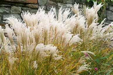 Miscanthus sinensis 'Kleine Fontaine'