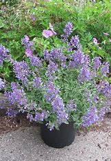 Nepeta × faassenii Junior Walker