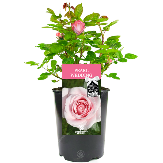 Pearl Wedding Anniversary Rose