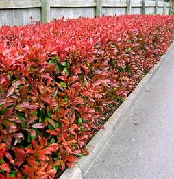 Photinia fraseri 'Red Robin'