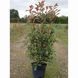 Photinia fraseri 'Red Robin'