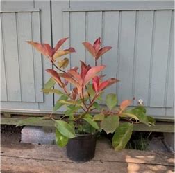 Photinia fraseri 'Red Robin'