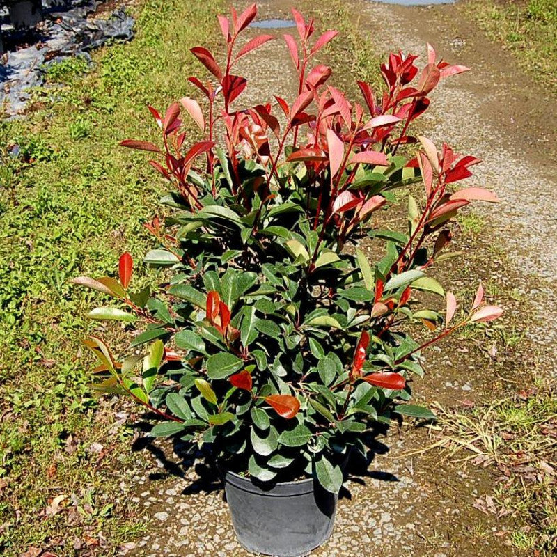 Photinia fraseri 'Red Robin'