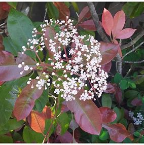 Photinia fraseri 'Red Robin'