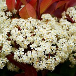 Photinia fraseri 'Red Robin'