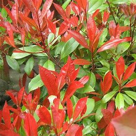 Photinia fraseri 'Red Robin'