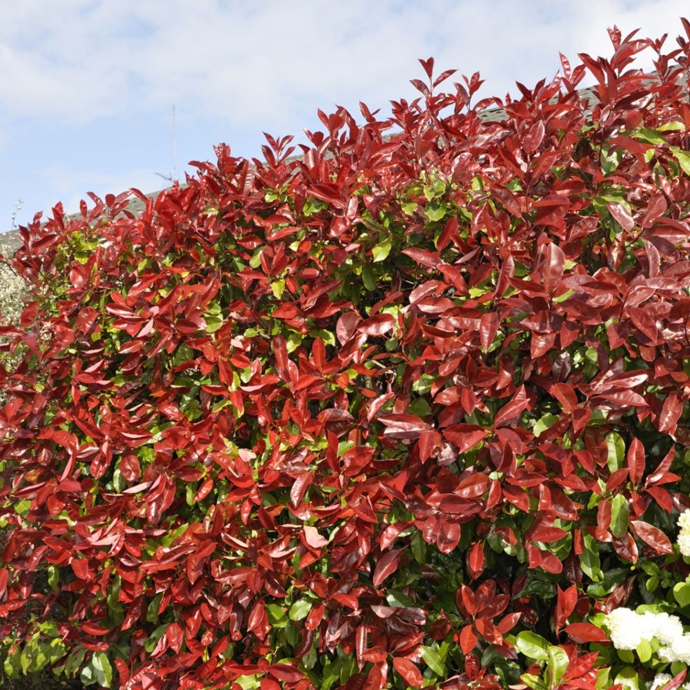 Photinia fraseri 'Red Robin'