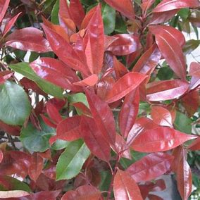 Photinia fraseri 'Red Robin'