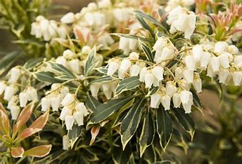 Pieris japonica - 'Varigata'