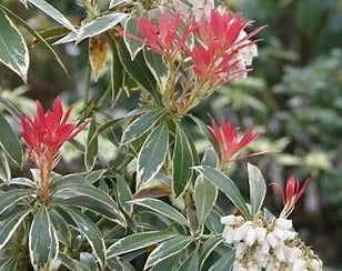 Pieris japonica - 'Varigata'