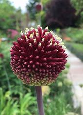 Allium - Red Mohican