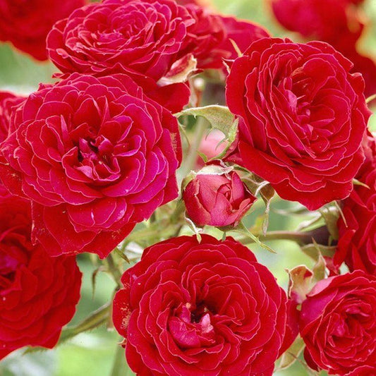 Remembrance Rose