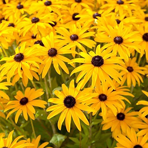 Rudbeckia fulgida 'Goldstrum'