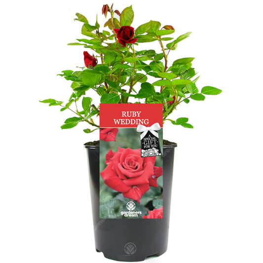 Ruby Wedding Rose