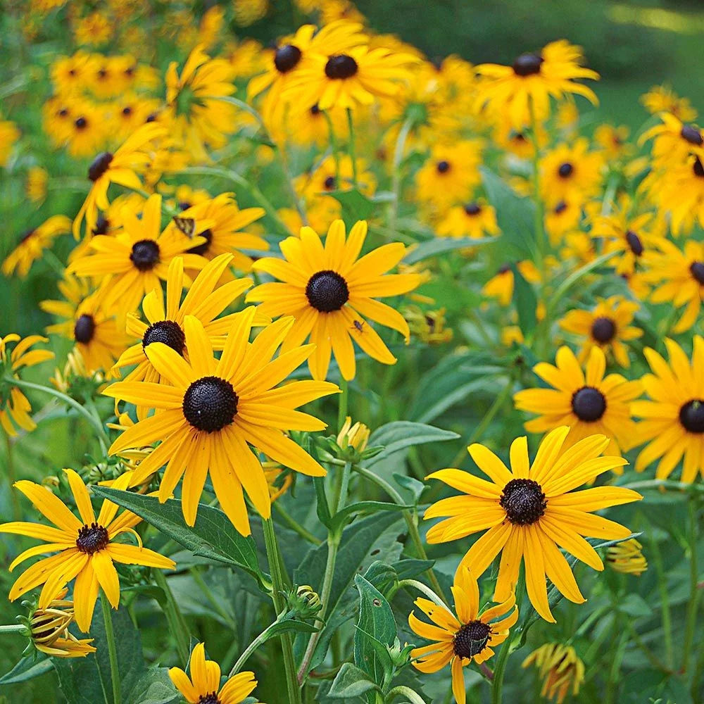 Rudbeckia fulgida 'Goldstrum'
