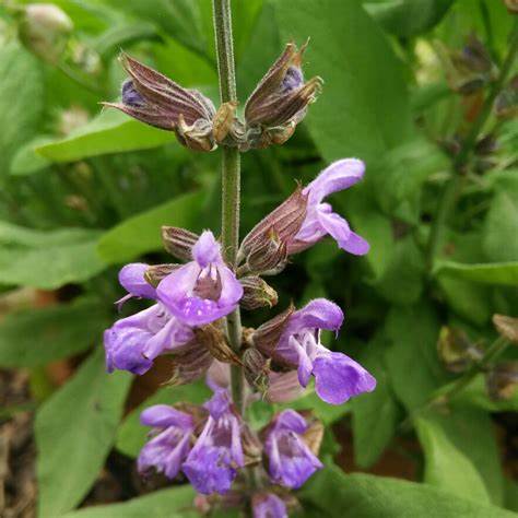 Salvia officinalis