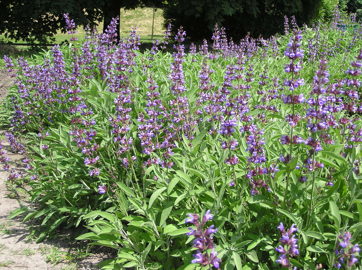 Salvia officinalis