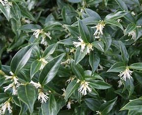 Sarcococca confusa - Sweet Box