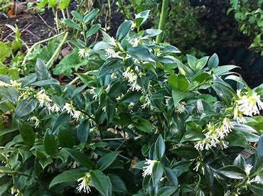 Sarcococca confusa - Sweet Box