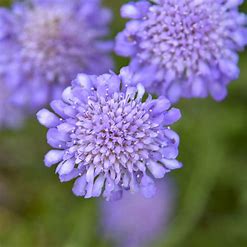 Scabiosa col. 'Butterfly Blue'
