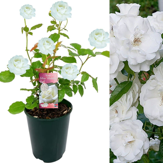 Silver Wedding Celebration Rose
