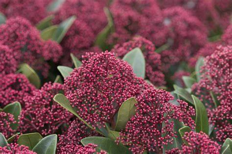 Skimmia japonica 'Rubella'