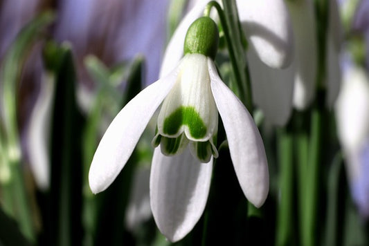 Snowdrop. Galanthus nivalis