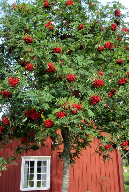 Sorbus aucuparia - Rowen/Mountain Ash Tree