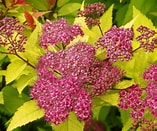 Spiraea japonica - Goldflame