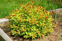 Spiraea japonica - Goldflame