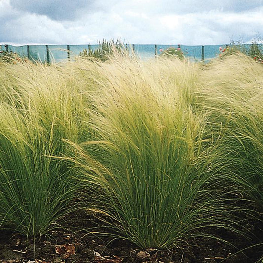 Stipa tenuissima 'Ponytails' - Mexican Feather Grass