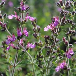 Teucrium × lucidrys