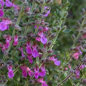 Teucrium × lucidrys