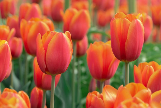 Tulip 'Apricot Foxx'