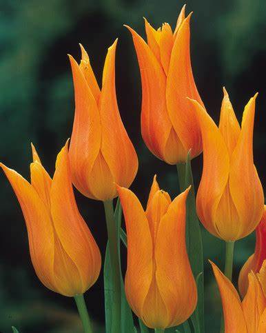 Tulip 'Ballerina'
