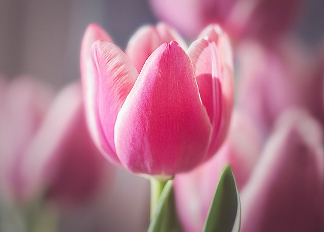 Tulip 'Candy Prince'