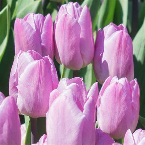Tulip 'Candy Prince'