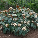 Viburnum Davidii