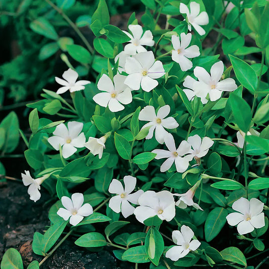 Vinca minor 'Gertrude Jekyll'
