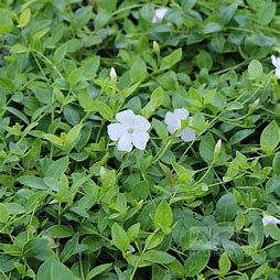Vinca minor 'Gertrude Jekyll'