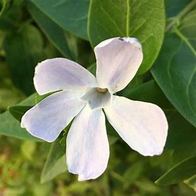 Vinca minor 'Gertrude Jekyll'