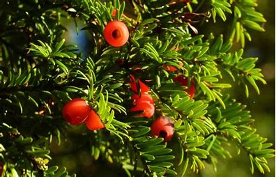 Taxus baccata - Yew