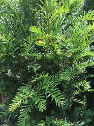 Taxus baccata - Yew