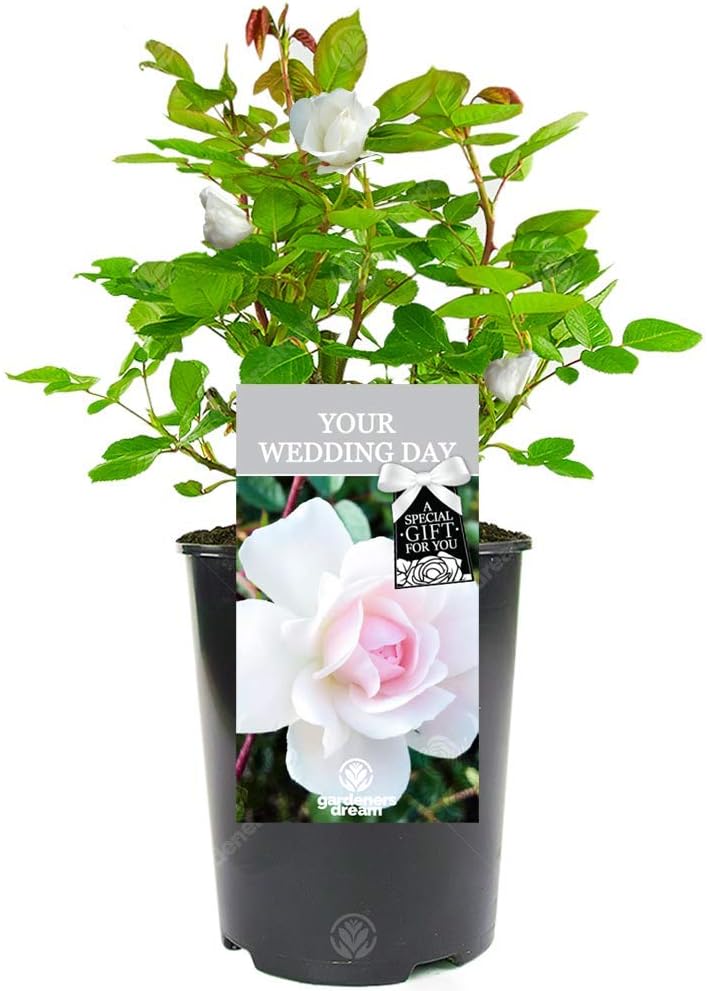 'Your Wedding Day' Rose
