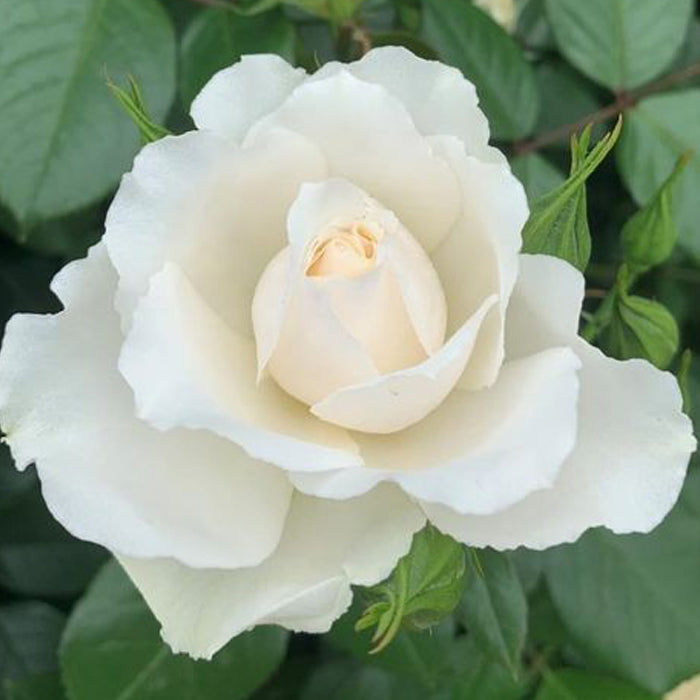 'Your Wedding Day' Rose